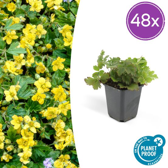 Lot de 48 - waldsteinia ternata - h10-25 cm