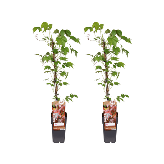 Parthenocissus tricuspidata veitch boskoop - 2 - h65 cm