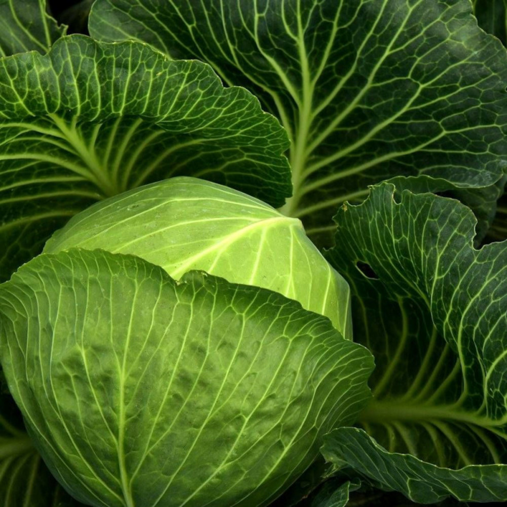 Graines de chou de milan de pontoise 2 - vilmorin sachet