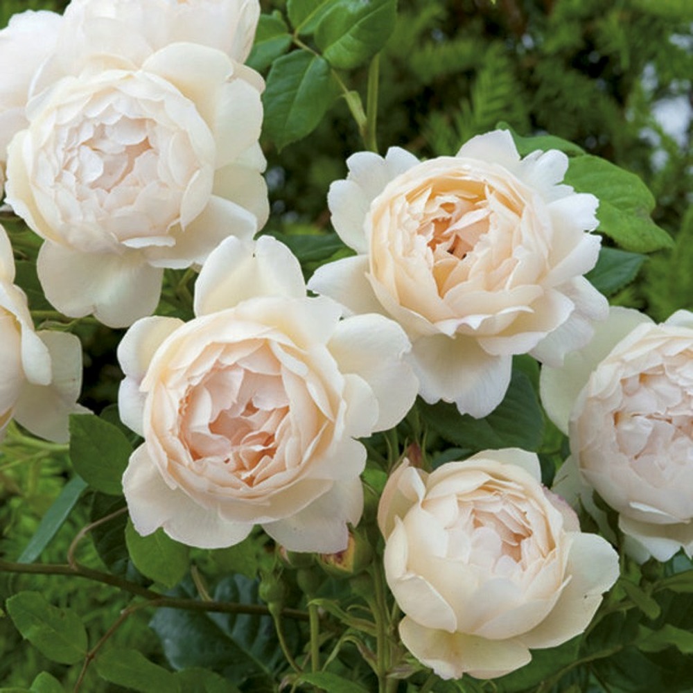Rosier 'wollerton old hall' pot de 4l/5l