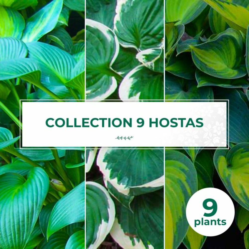 Collection de 9 hostas