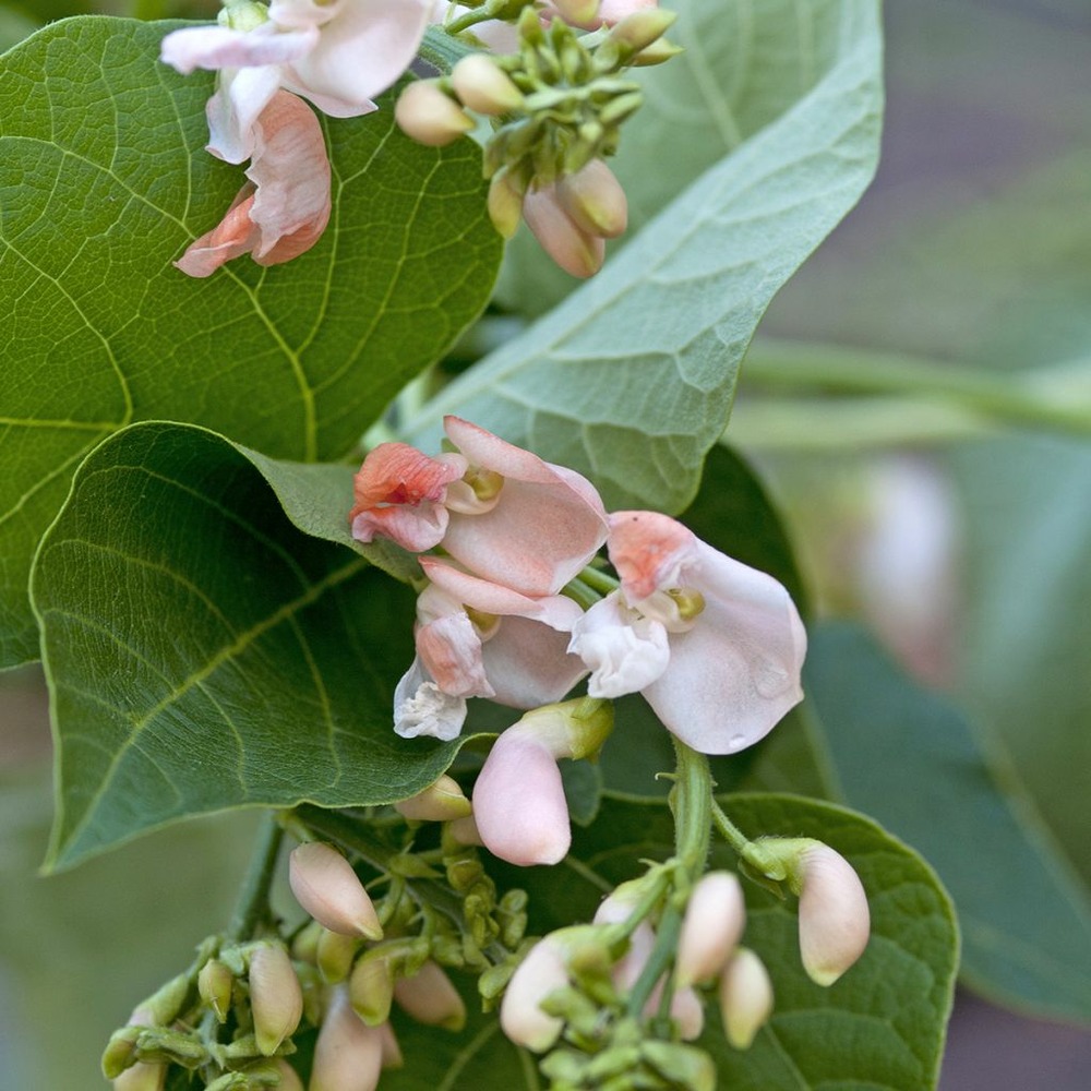 Haricot d'espagne ramant sunset - haricot-fleur le sachet de 25 graines environ (35g)