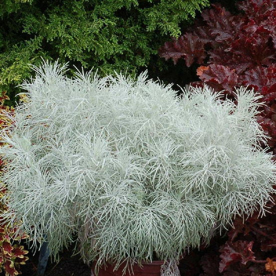 Armoise makana silver® godet - 5/20 cm