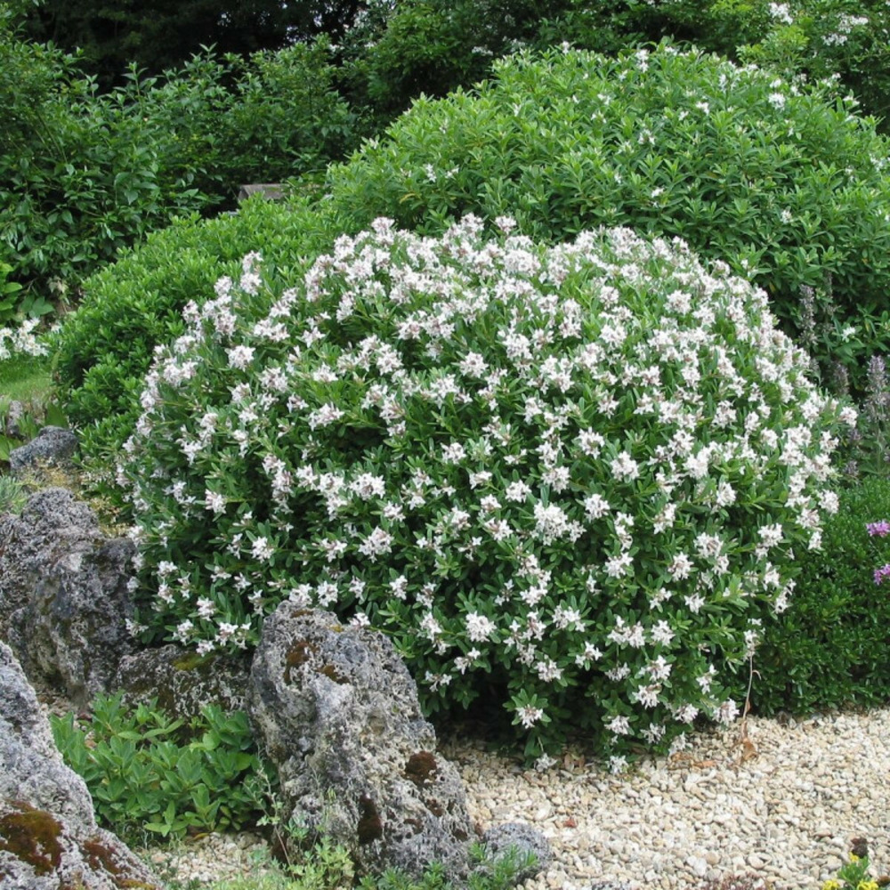 Daphne eternal fragrance® 'blafra', daphné parfumé pot de 4l - 20/40 cm