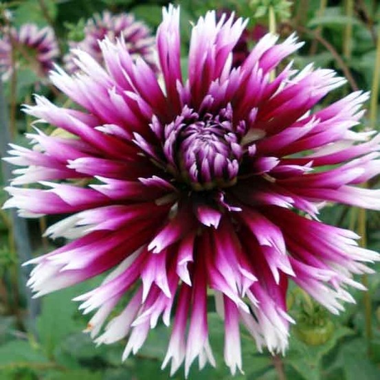 Dahlia gpe cactus spider 'alauna claire obscur' bulbe calibre i