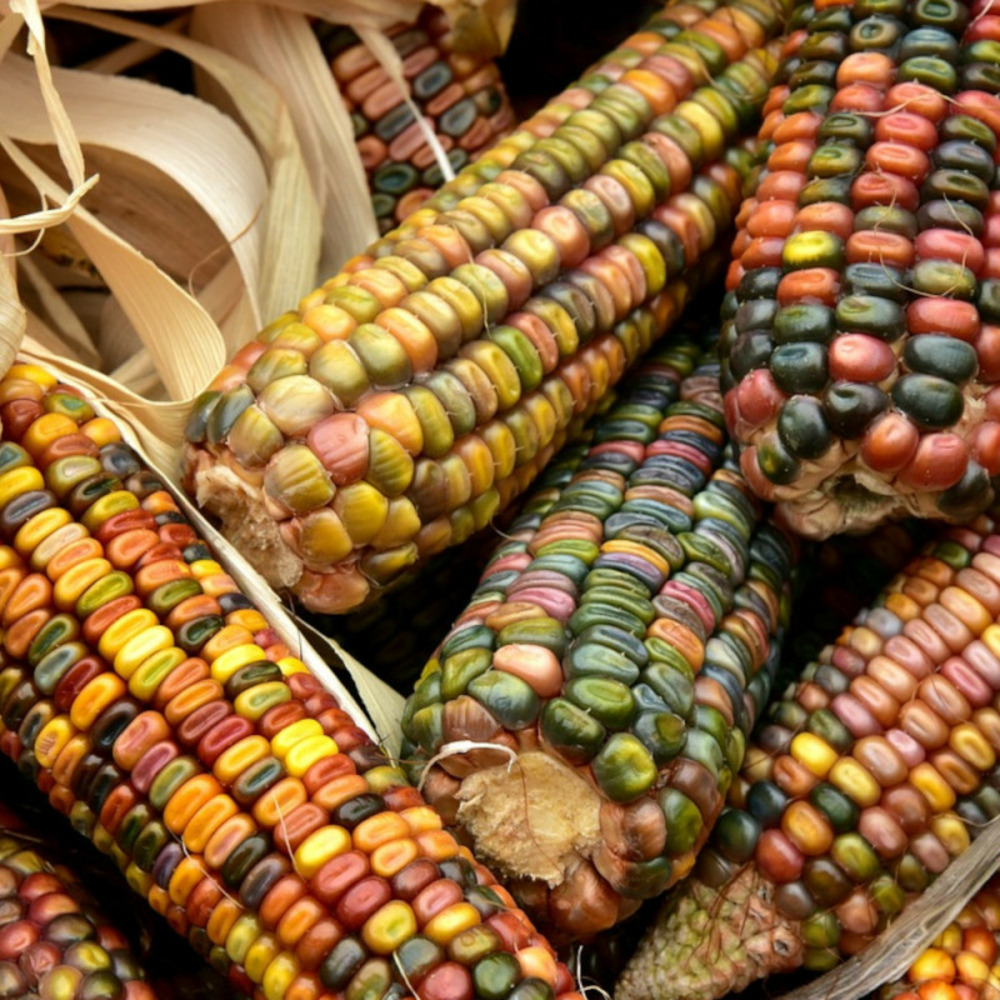 Graines de maïs du japon arlequin - vilmorin sachet