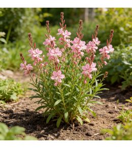Gaura lindheimeri siskiyou pink 20cm godet 9cm - gaura