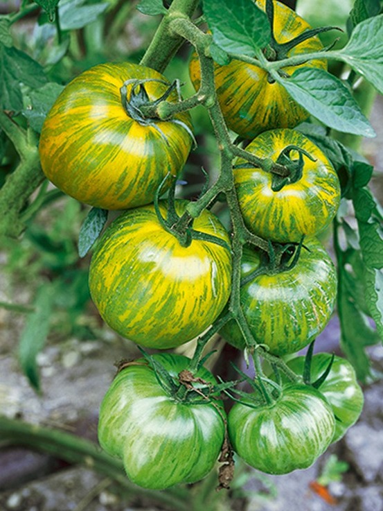 Tomate 'green zebra' le sachet de 40 ? 60 graines environ (0,2g)