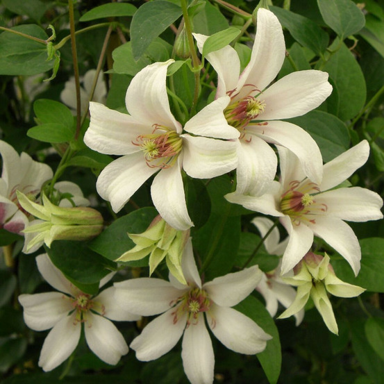 Clématite texensis princesse kate® 'zoprika' pot de 2l - tuteur bambou 60/90 cm