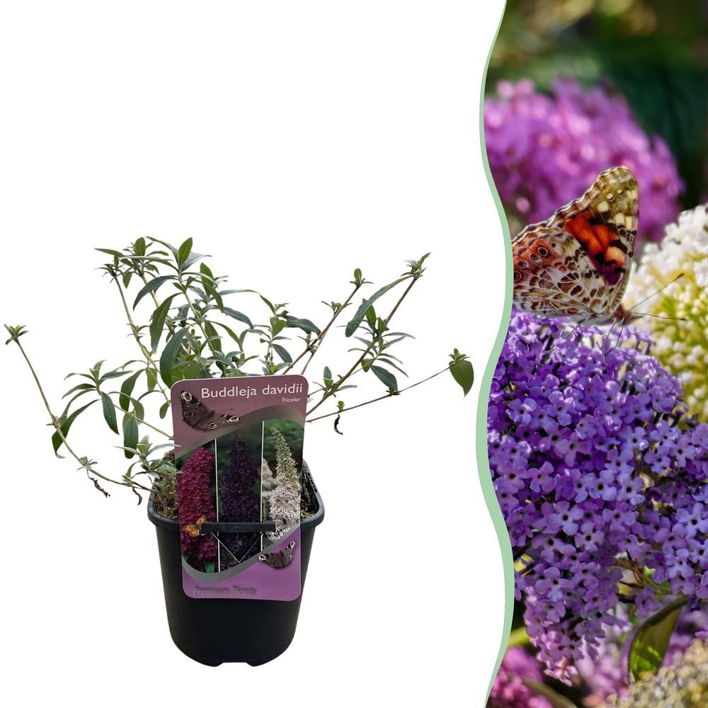 Arbre aux papillons - pot 17 cm - hauteur 30 cm