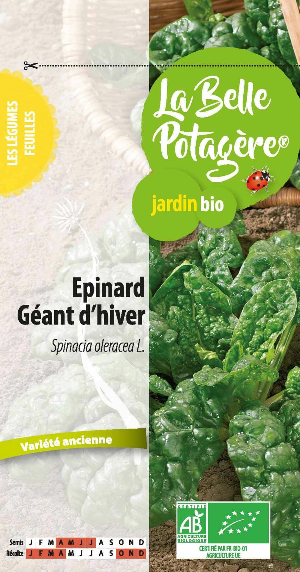 Epinard géant d'hiver 5 g