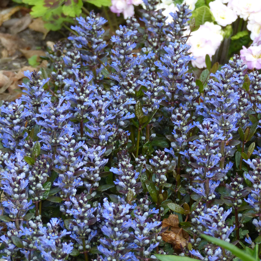 Bugle rampant 'chocolate chips' godet de 8/9 cm