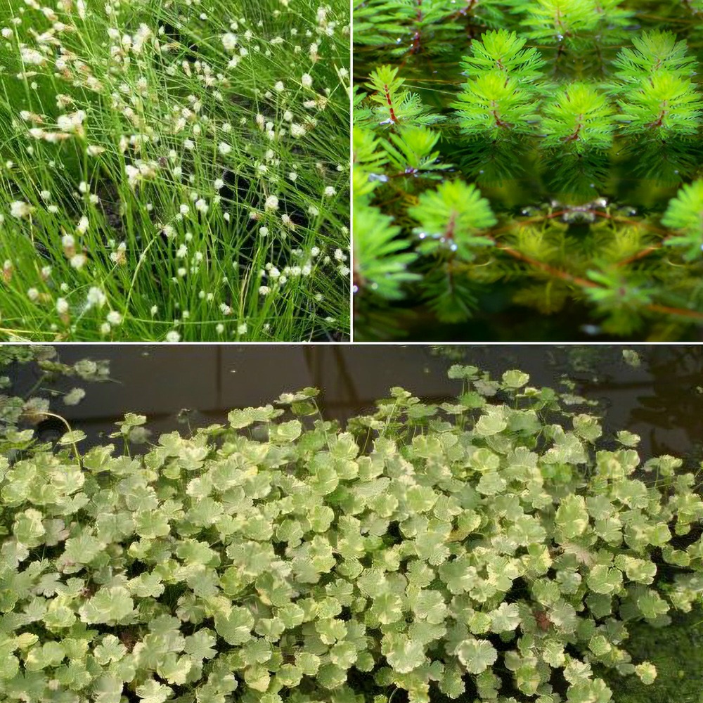 3 plantes oxygénantes en mélange - les 3 pots / ø 11cm