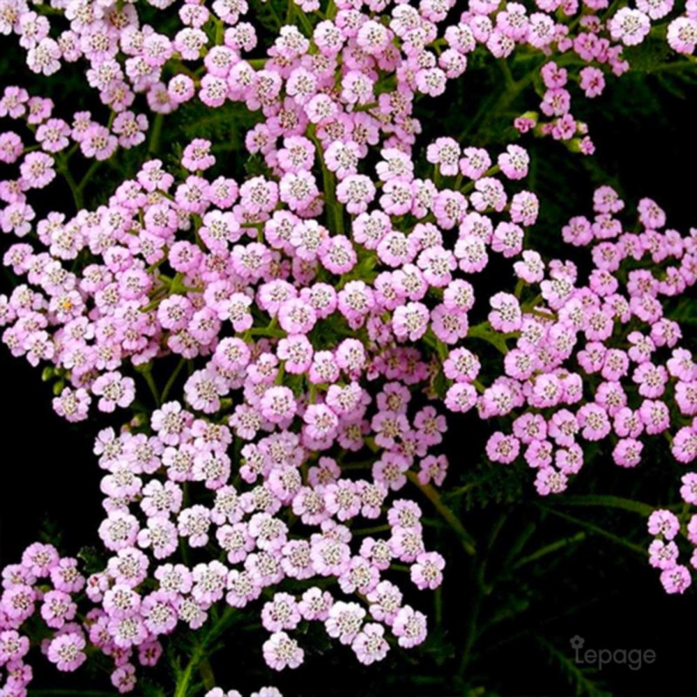 2 Achillées Millefeuille 'Lilac Beauty' (A…