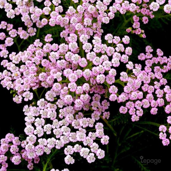 2 Achillées Millefeuille 'Lilac Beauty' (A…