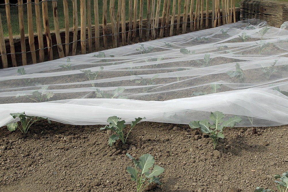 Filet anti-insectes biocontrol en polyester - 2 x 100 m - blanc