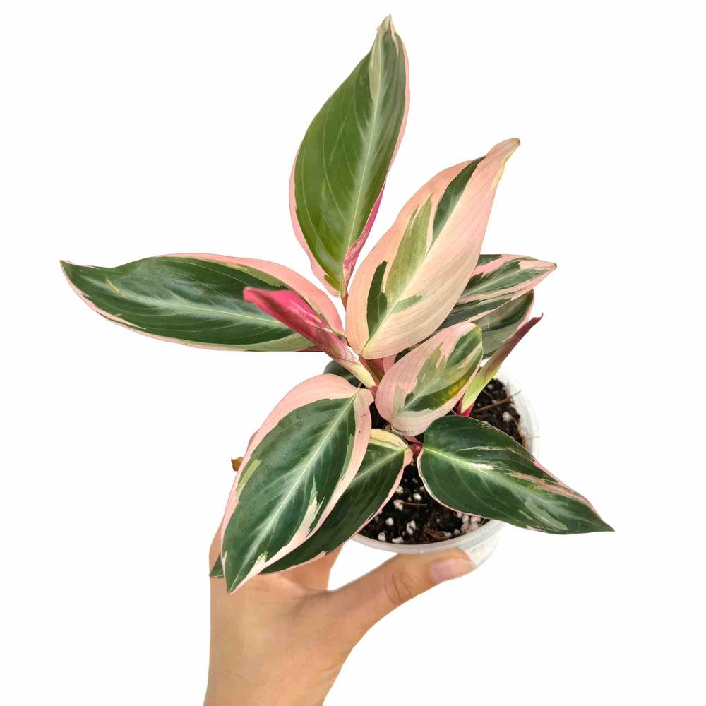 Stromanthe triostar - pot de 11cm - plantes d'intérieur