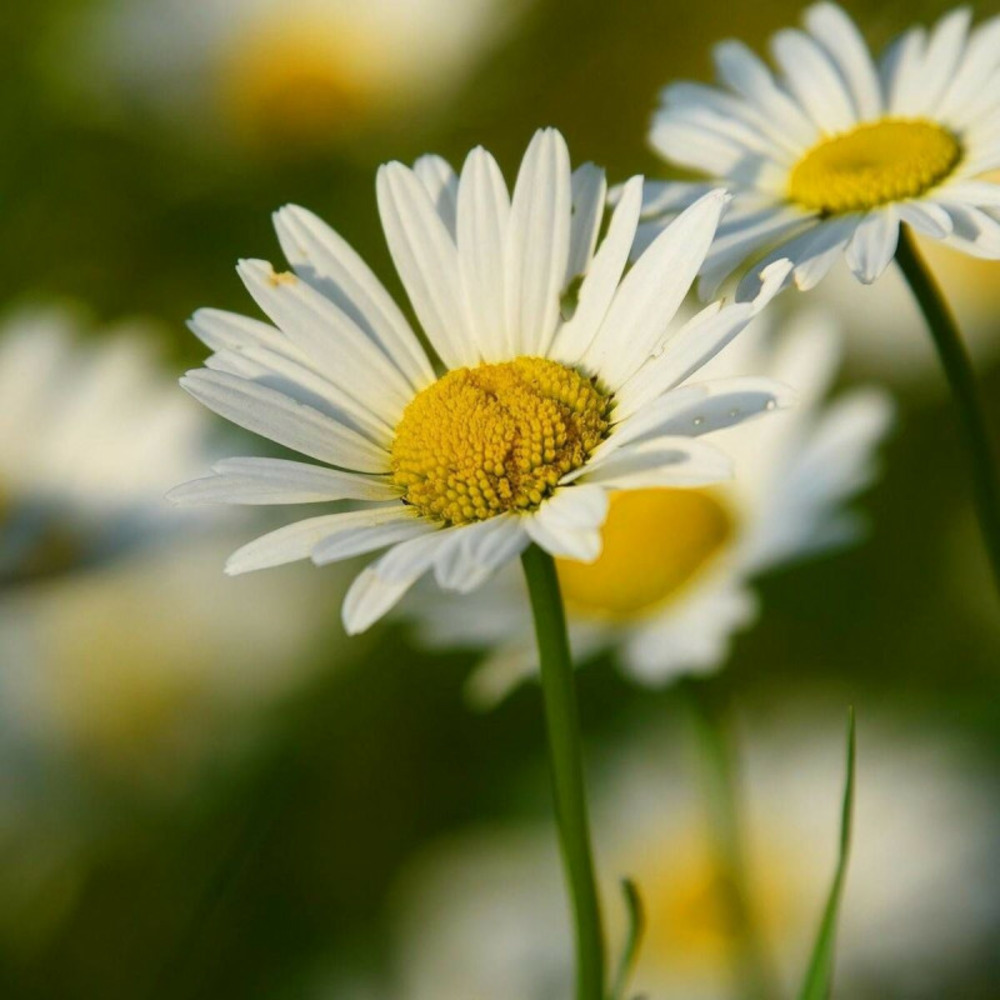 Marguerite d'été alaska godet - 5/20 cm