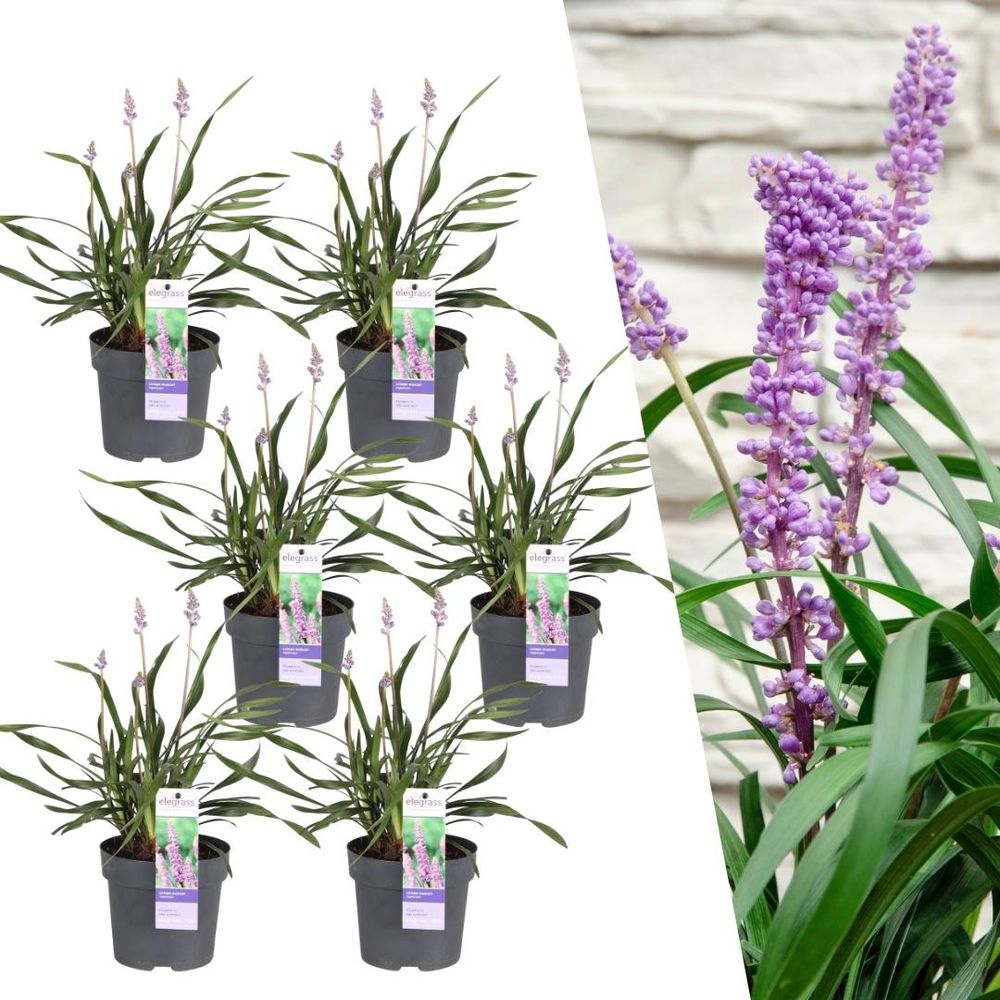 6 x liriope muscari 'ingwersen' - plante d'extérieur