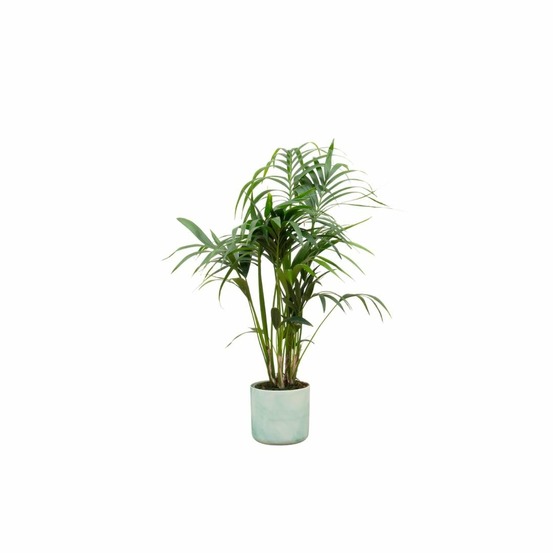 Palmier kentia 130cm et son pot vert océan - hauteur 130cm