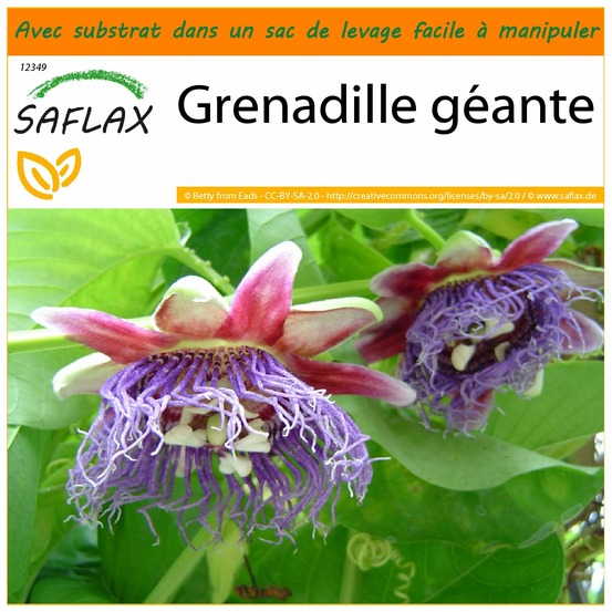 Garden in the bag - grenadille géante - 12 graines - passiflora quadrangularis