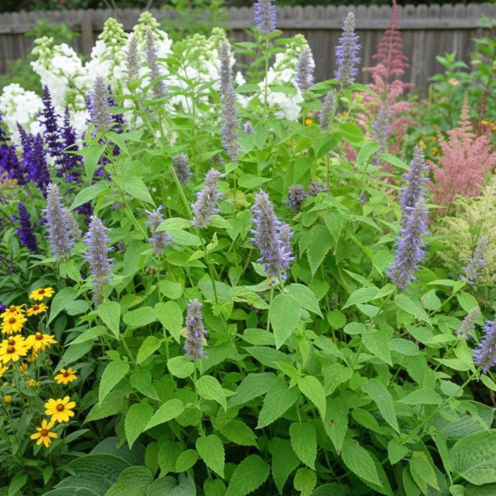 Agastache anisée - sans traitement lot de 5 godets