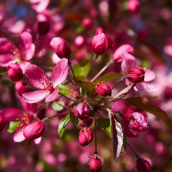 Pommier d'ornement coccinella® 'courtarou', malus pot de 7,5l - 60/80 cm