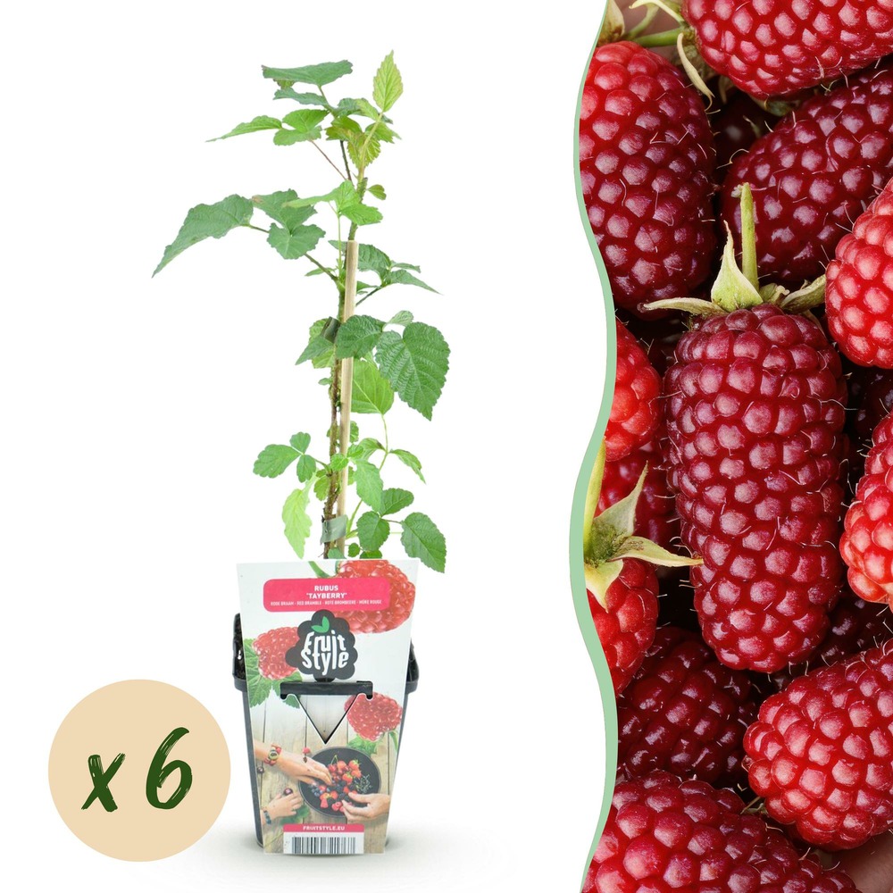 Mûrier-framboisier tayberry – lot de 6 – pot 9 cm