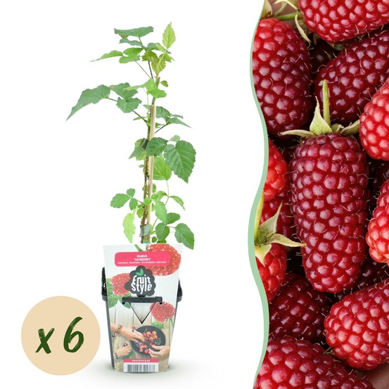Mûrier-framboisier tayberry – lot de 6 – pot 9 cm