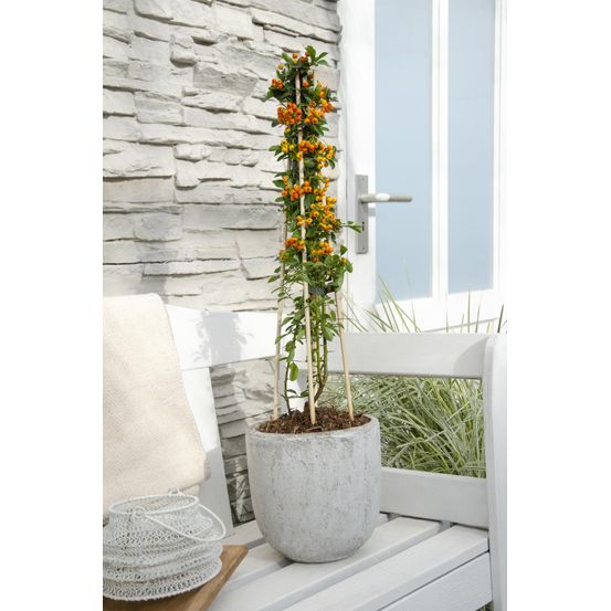 Lot de 4 - pyracantha 'orange glow' - h65 cm - ø15 cm