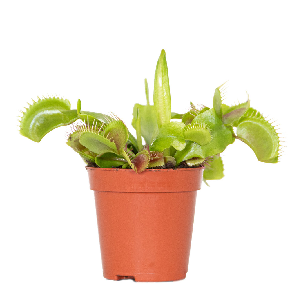 Dionaea muscipula - dionée attrape-mouche - plante carnivore - 5-10 cm de haut - pot 6 cm