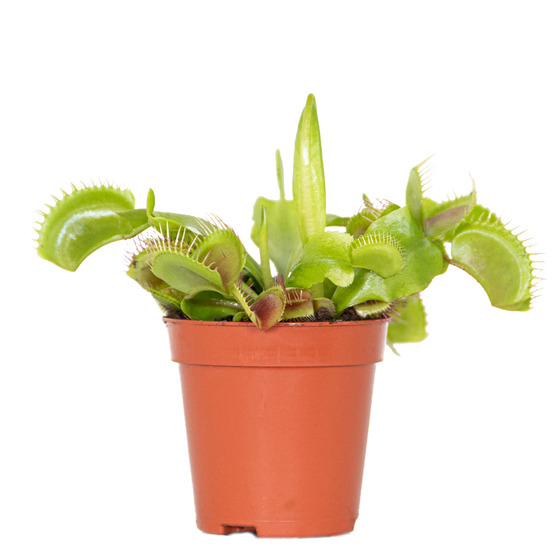 Dionaea muscipula - dionée attrape-mouche - plante carnivore - 5-10 cm de haut - pot 6 cm