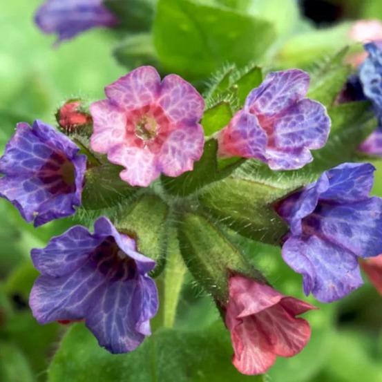 Pulmonaire dora bielefeld godet - 5/20 cm