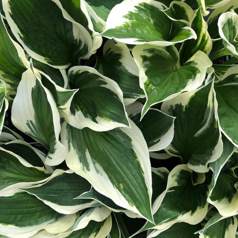 Hosta fortunei 'patriot' godet de 8/9 cm