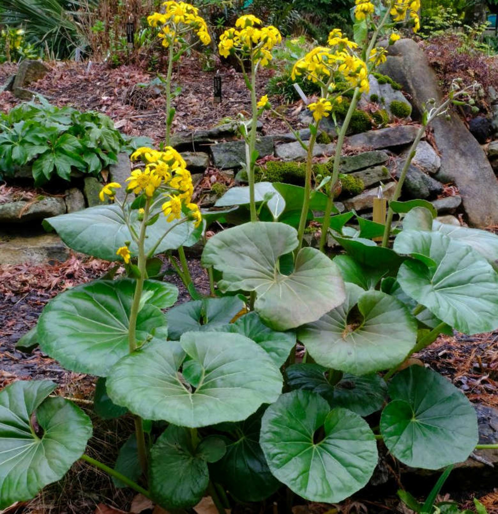 Farfugium japonicum syn ligularia tussilaginea (plante panthère)- pot de 25l - 80/100cm