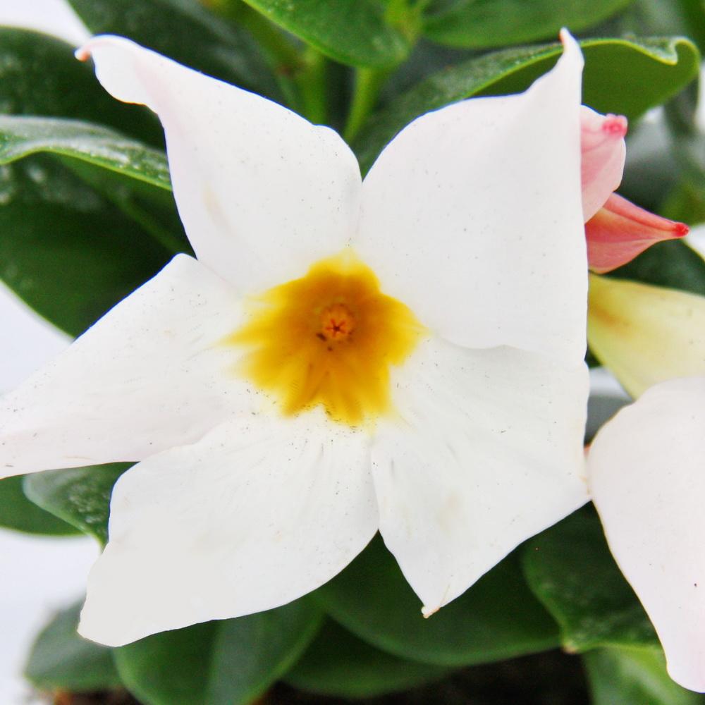 Dipladenia - jasmin du chili - pot 9cm - 1 plante - blanc