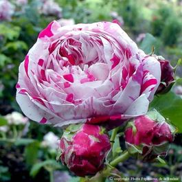 Bologna Roses Rosier 'variegata di bologna' | Truffaut