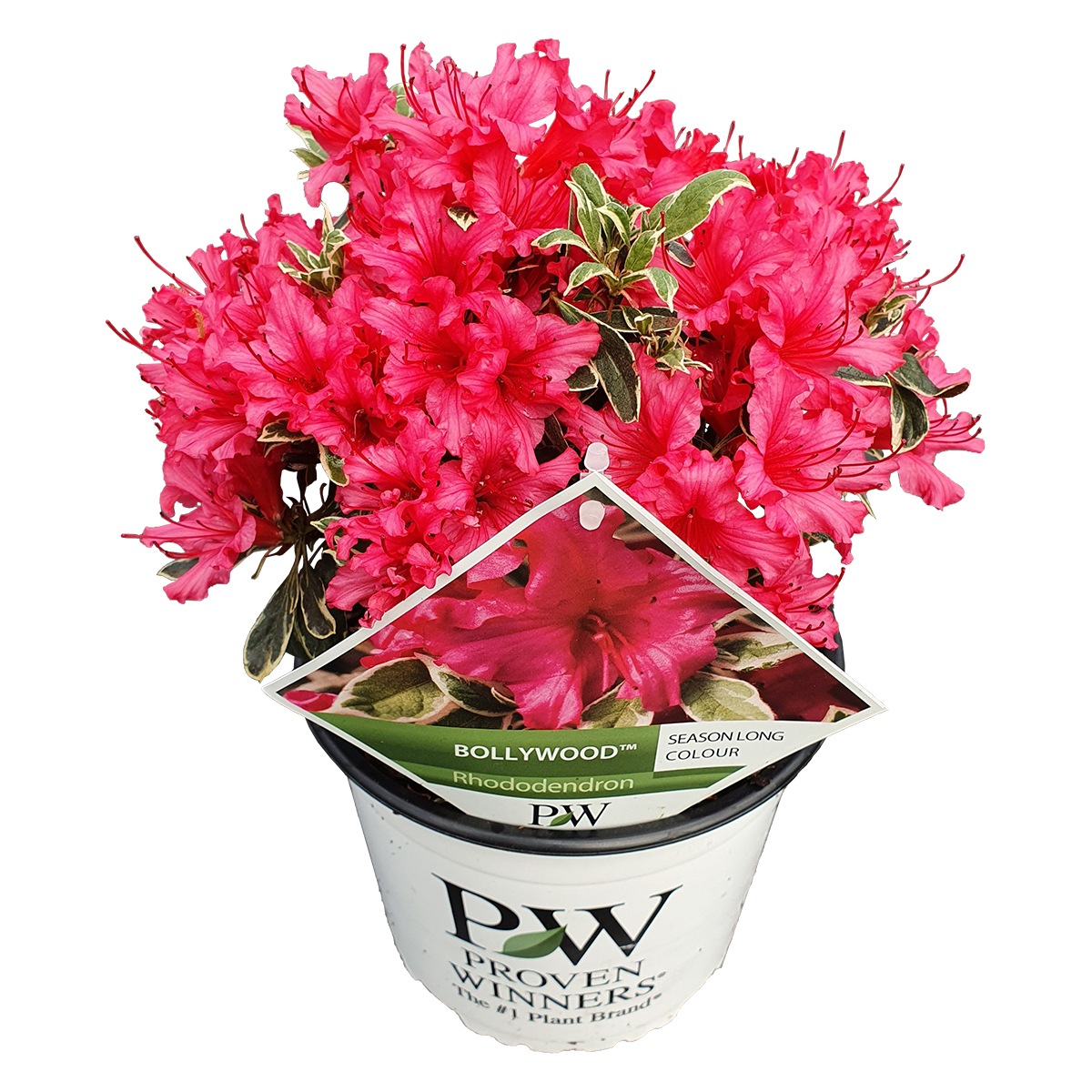Rhododendron 'bollywood'® chaque - plante d'extérieur en pot de culture ⌀19 cm - ↕40-45 cm