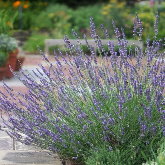 Lavande phenomenal™ 'niko' pot de 7,5l - 60/80 cm