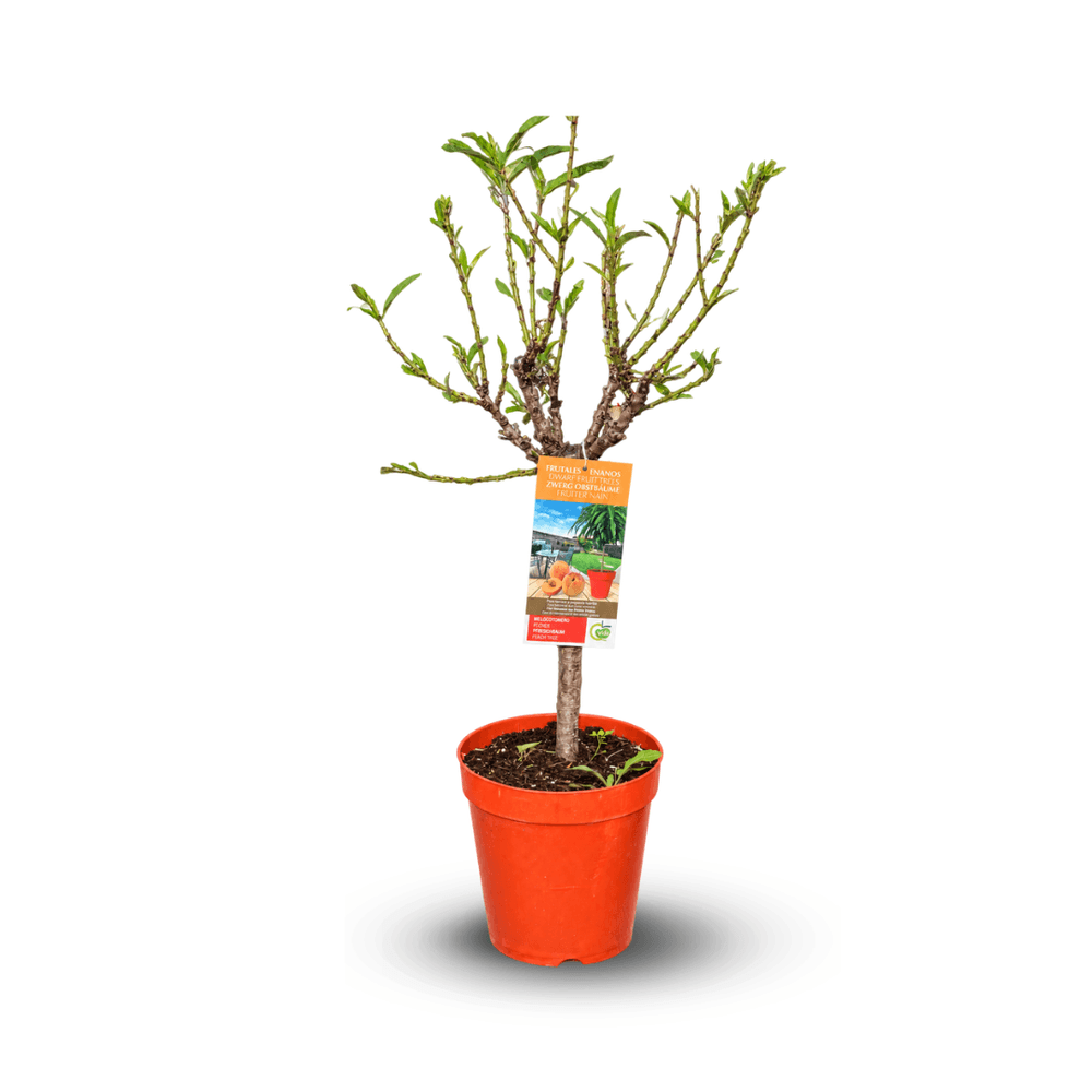 Pêcher – Prunus persic - arbre fruitier – variété compacte - ↕ 80-90 cm – ⌀ 20 cm