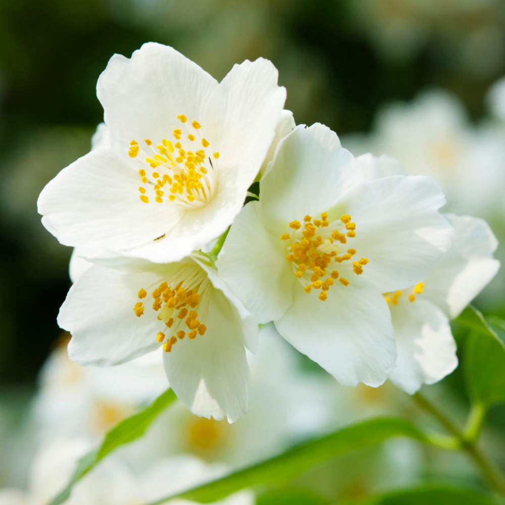 Seringat - philadelphus bouquet blanc 7,5l