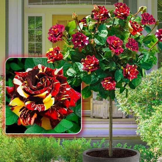 Rosier sur tige hocus pokus - 120 cm - pour pots et pleine terre - idéal pour balcon, terrasse, petit jardin