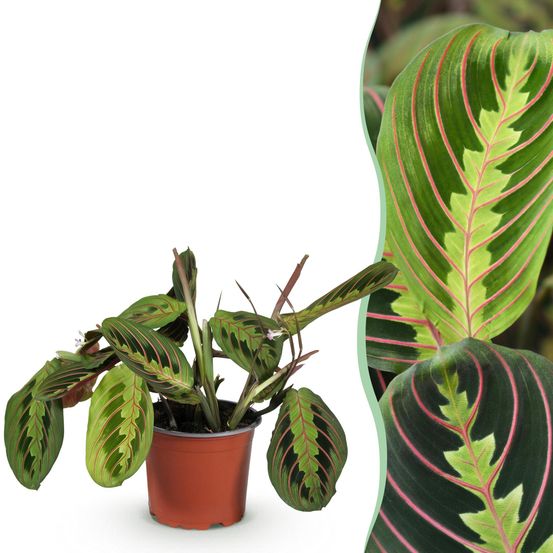 Maranta fascinator tricolour - pet-friendly - pot de 12cm - hauteur 25cm - plantes d'intérieur