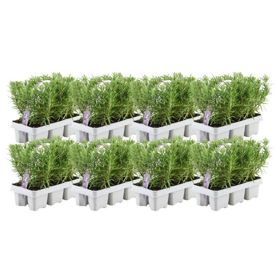 Romarin - 8 packs de 6