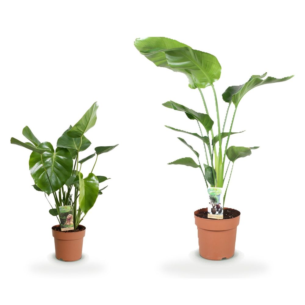 Salon jungle xl — strelitzia nicolai & monstera deliciosa — lot de 2 plantes