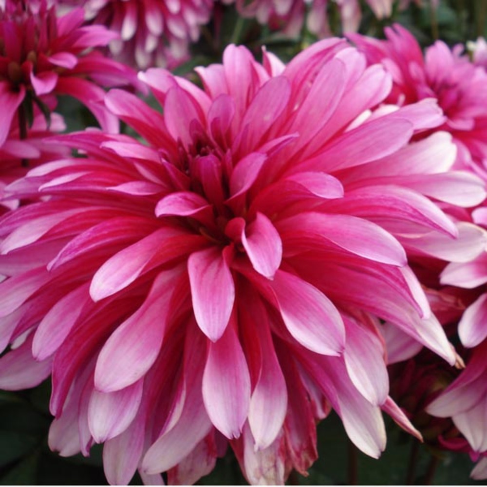 Dahlia nain double 'gallery art nouveau' bulbe calibre i (par 3)