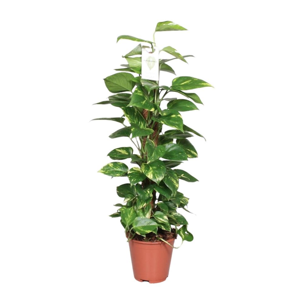 Epipremnum pinnatum mosstok 80cm scindapsus - ø19cm - ↕80cm - plantes d'intérieur