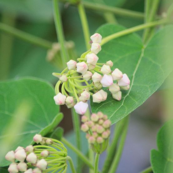Dregea sinensis, wattakaka godet - 5/20 cm