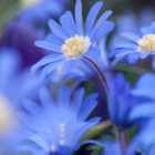 Anemone blue shades x45 - anémone des grecs - bulbes de fleurs résistantes pour jardin, terrasse ou balcon