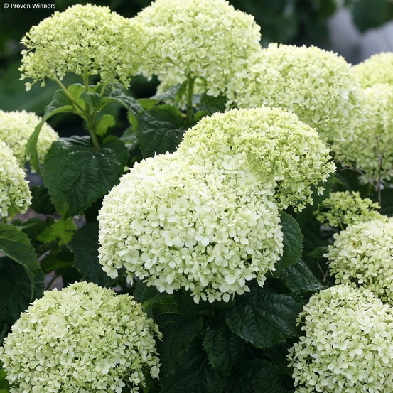 Hortensia de virginie 'bellaragazza limetta' pot de 4l/5l